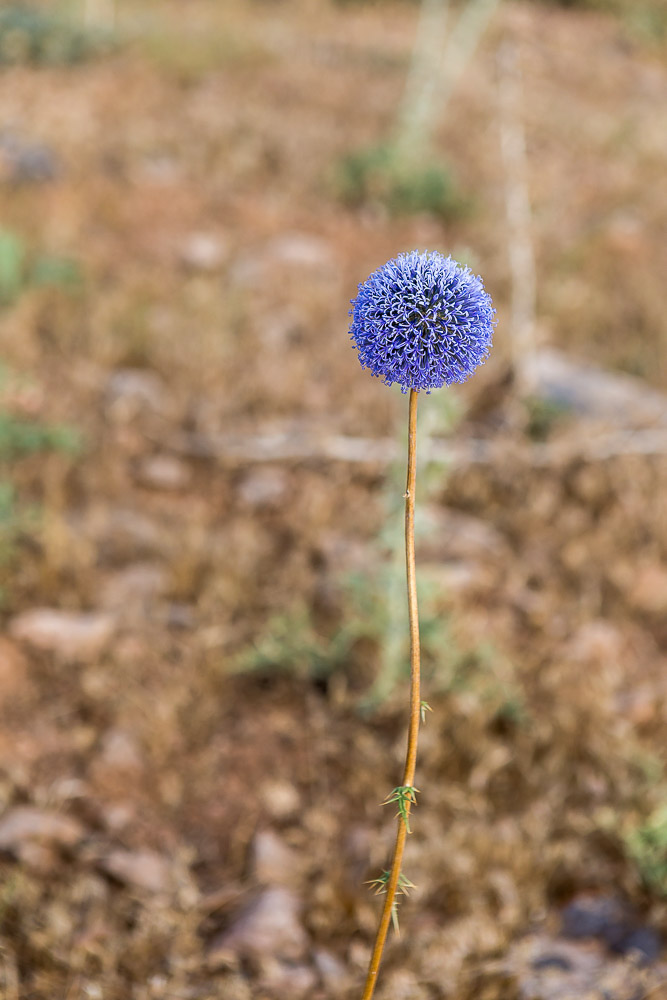 061